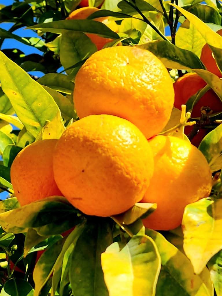 القدس | موسوعة القرى الفلسطينية